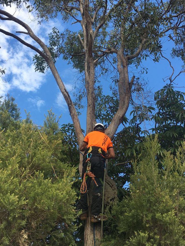 Make your tree grow strong and beautiful with Tree Trimming Daisy Hill