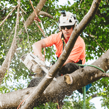 Are you searching for Tree Trimming in Coorparoo?
