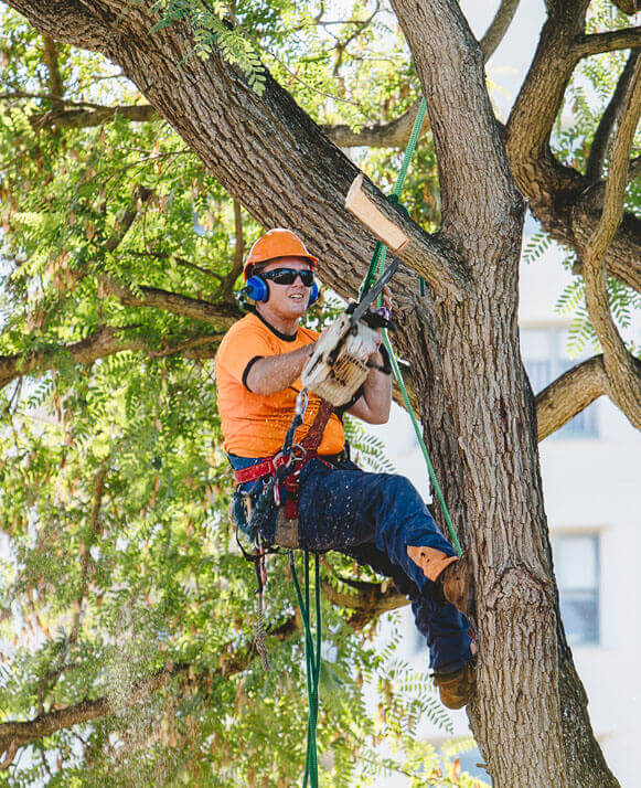 Tree lopping Cannon Hill- Best services of professional quality 