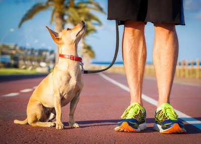 Affordable Business to Start: Dog Walking Services