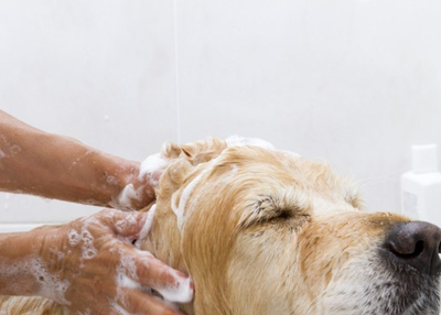 Stop! Don’t hurt your dogs by doing this!