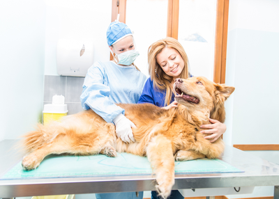 Here, we have a list of gadgets and ideas that will keep your dog safe and you, concern free.