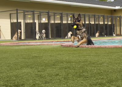 How to Start your Own Dog Boarding Business