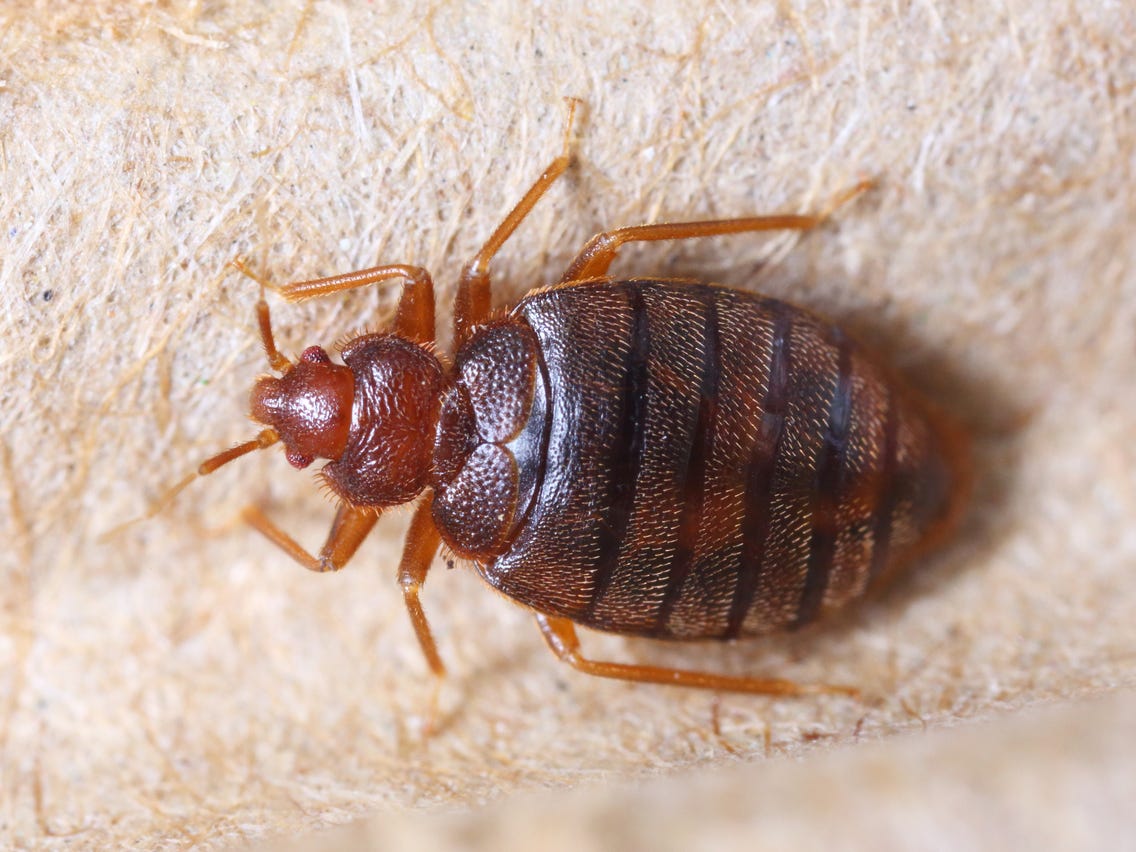 Bed Bug Pest Control Service in Dubai | Bed Bugs Treatment in UAE