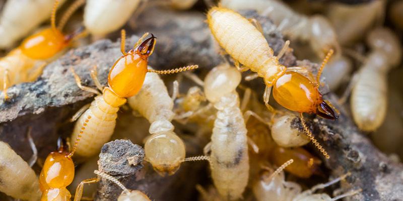 Termite Control in Dubai | Anti-Termite Treatment | Pest Control Services UAE