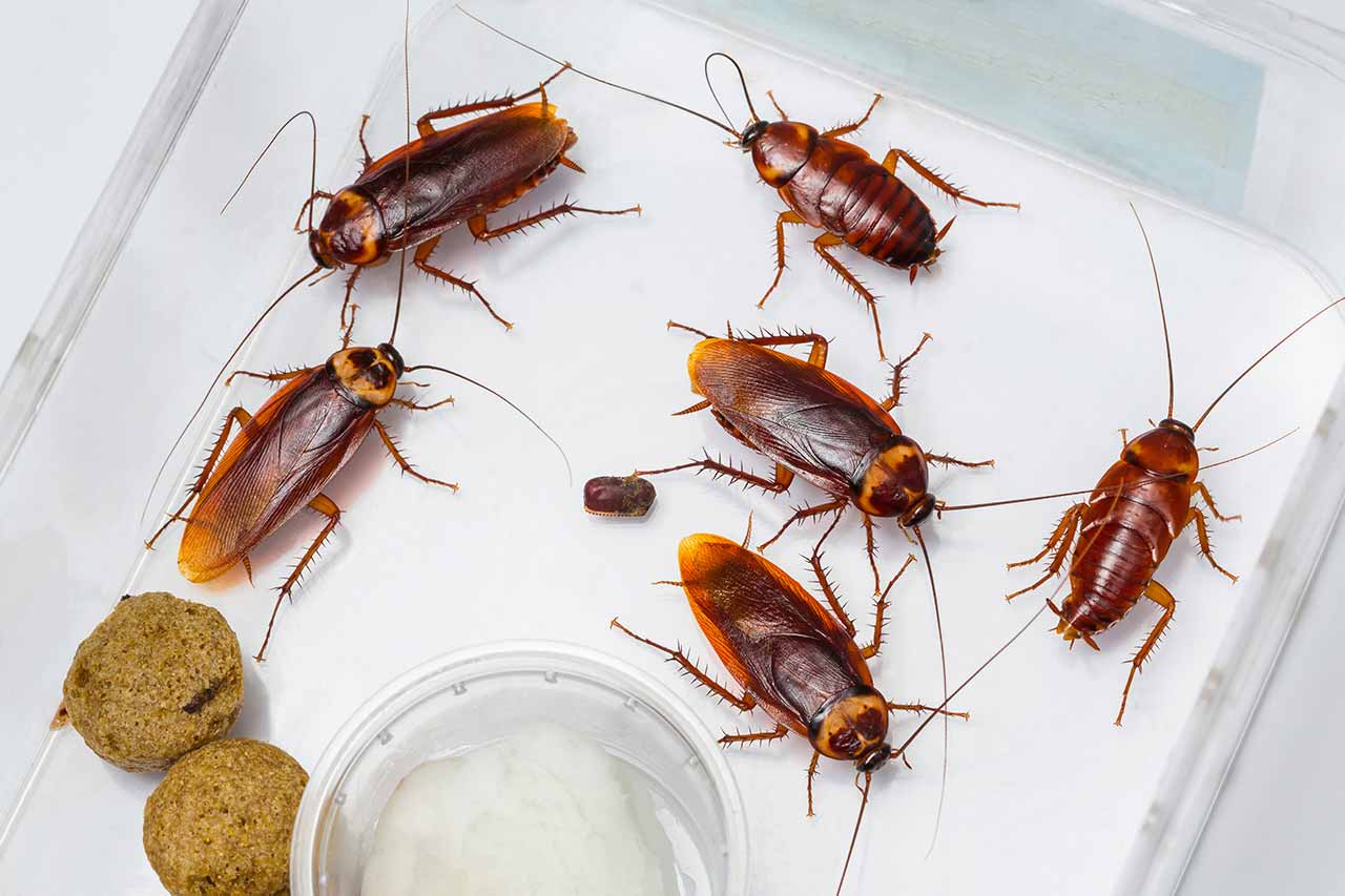 Cockroach Pest Control Service in Dubai, UAE | Al Madeena