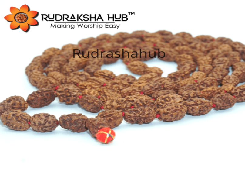 Three Mukhi Rudraksha