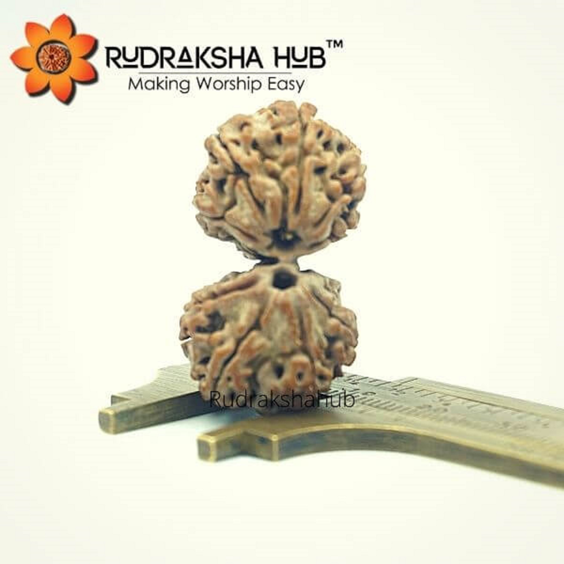 10 Mukhi Gauri Shankar Rudraksha - Nepali