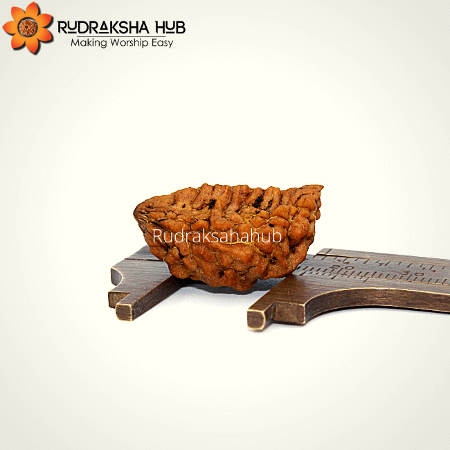 1 Mukhi Rudraksha (Indonesian)