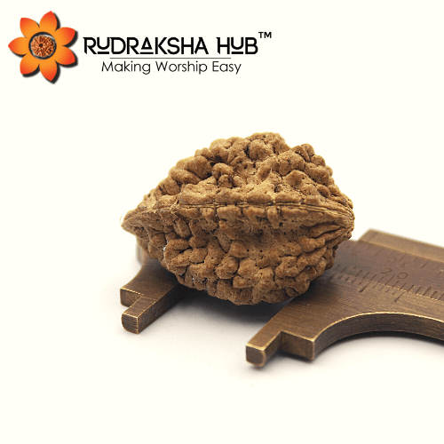 Two Mukhi Rudraksha