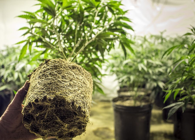 Will you be Cured of Psoriasis with the Help of Marijuana?