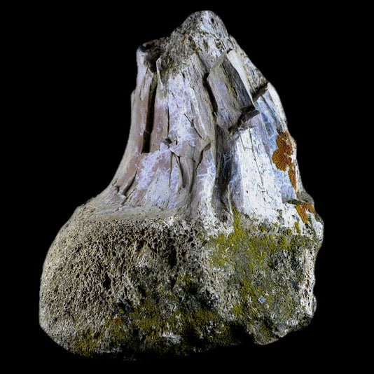 Your Ultimate Guide To Tyrannosaurus Rex Fossils