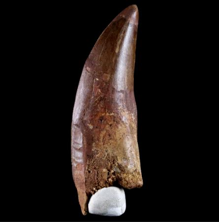  What To Look For When Buying Dinosaur Fossils For Sale?