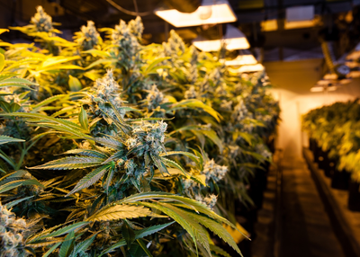 Top Marijuana Producing Countries on this Planet