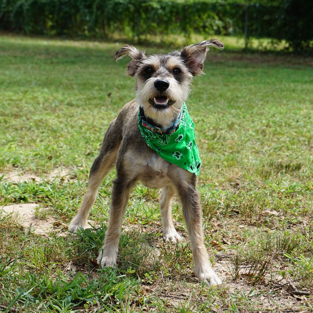 Online Pet Shop Cape Town