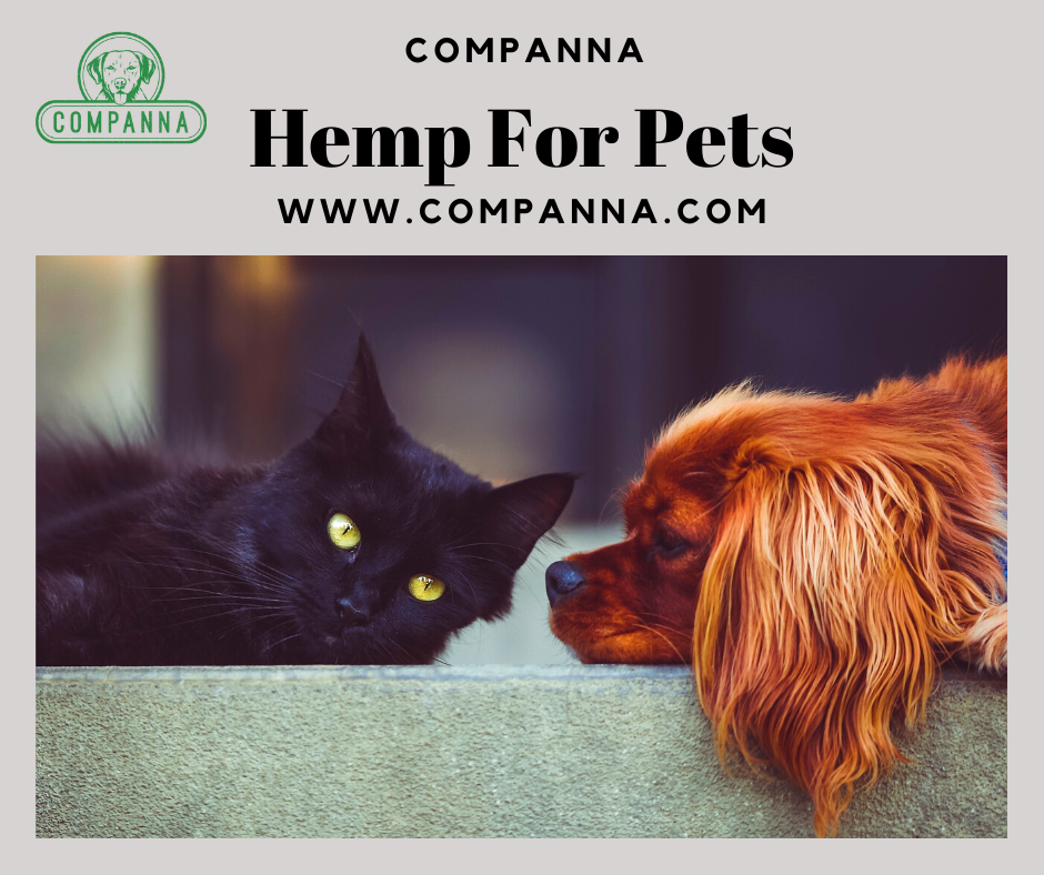 Shop CBD Hemp For Pets Online at Companna