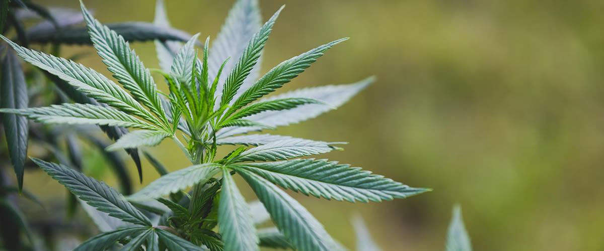 How can CBD oils for sleep show visible results?