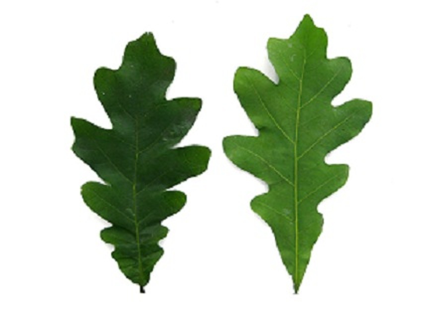 To Get Rid of Granuloma Annulare Make Use of Natural Remedies