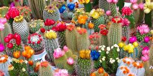 Lawn Mowing Deer Park