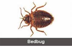 Pest control services