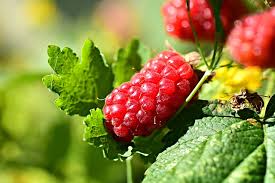 Best Brain Supplement