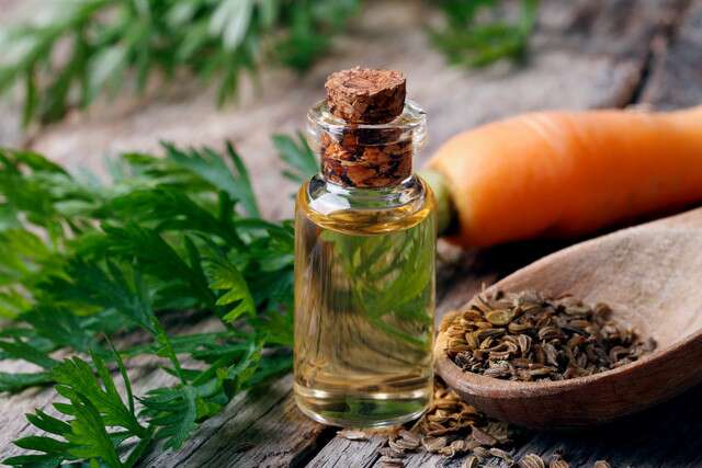 Carrot Seed Oil Market 2023 Analysis Report by Recent Developments and Emerging Technologies Till 2028