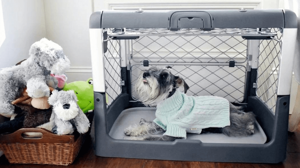 How to Choose Right Collapsible Dog Crate?