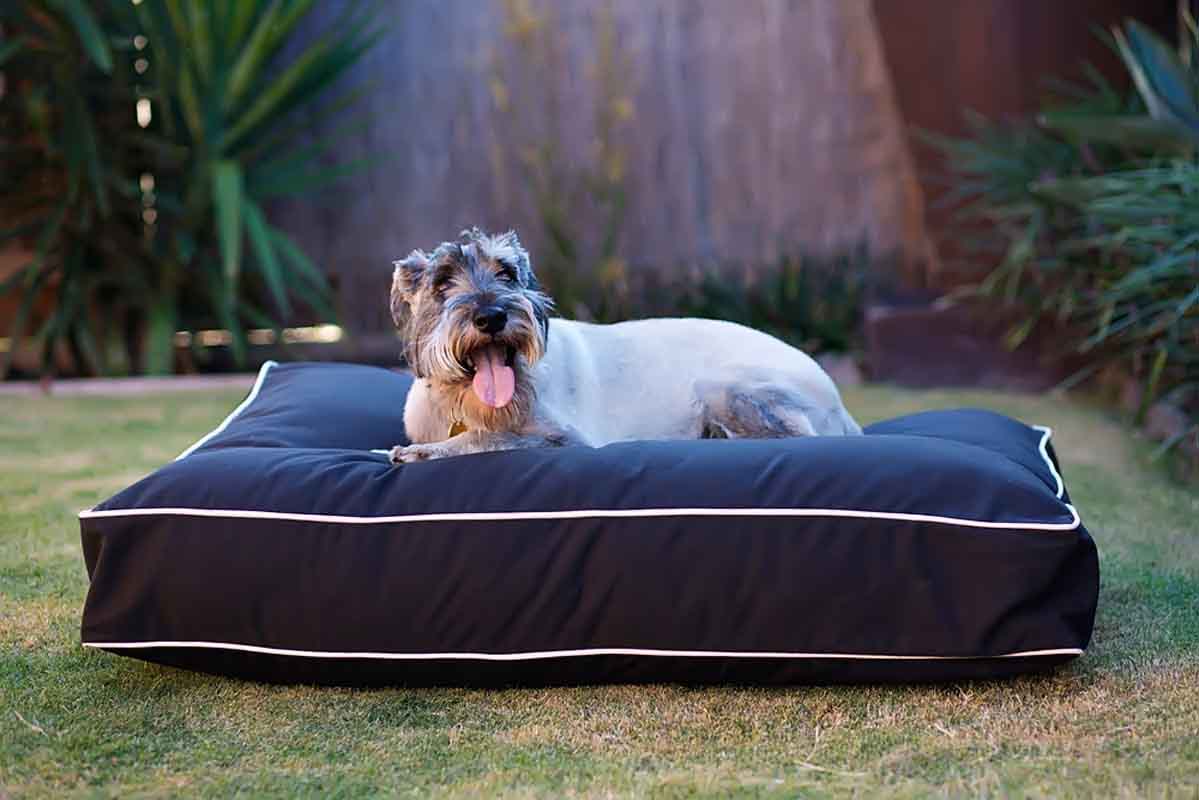 Dog Beds Outside Are Great For the Active Pet