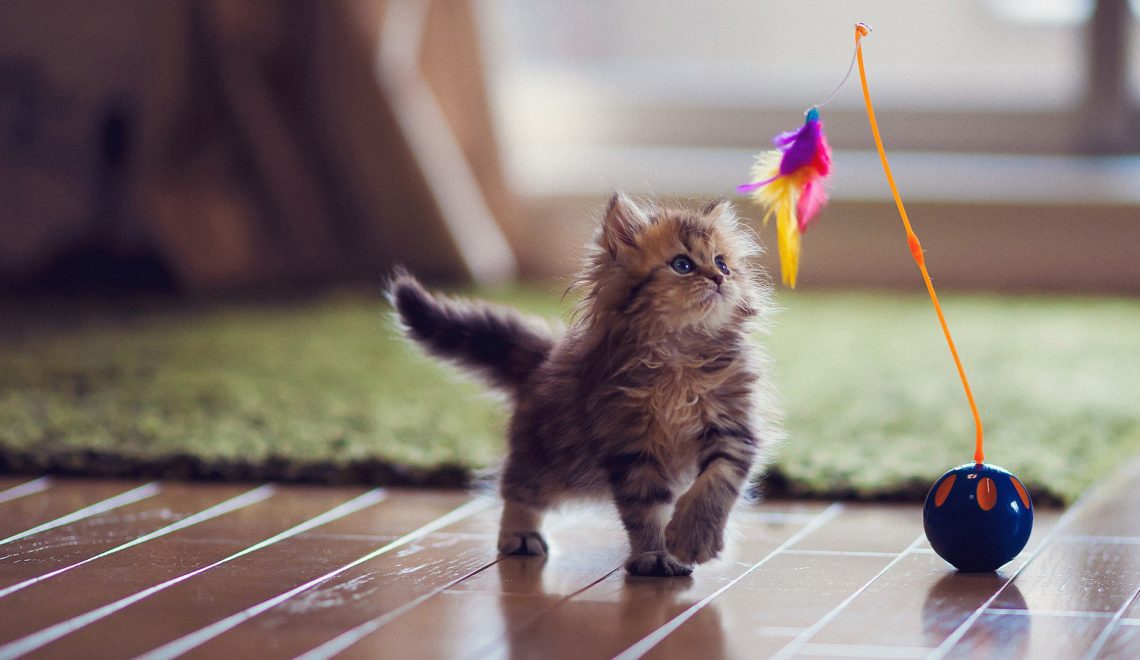 The Top 5 Cat Toys You Can Buy Online