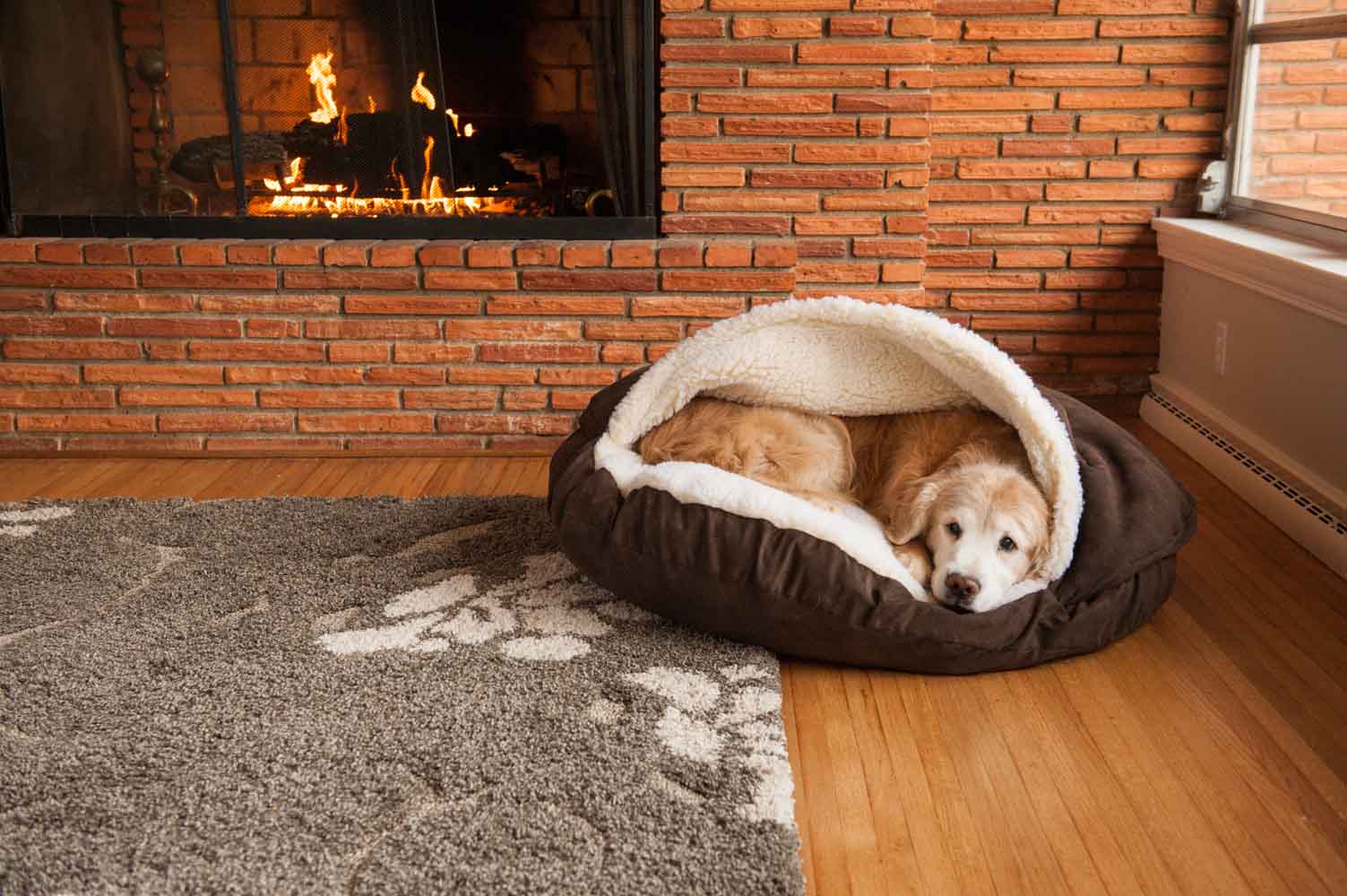 Everything Pet Parents Should Know About Dog Beds