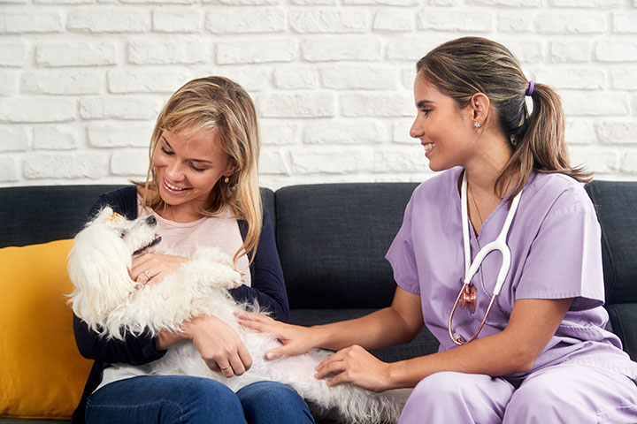 The Importance of Grooming for Your Dog's Well-being