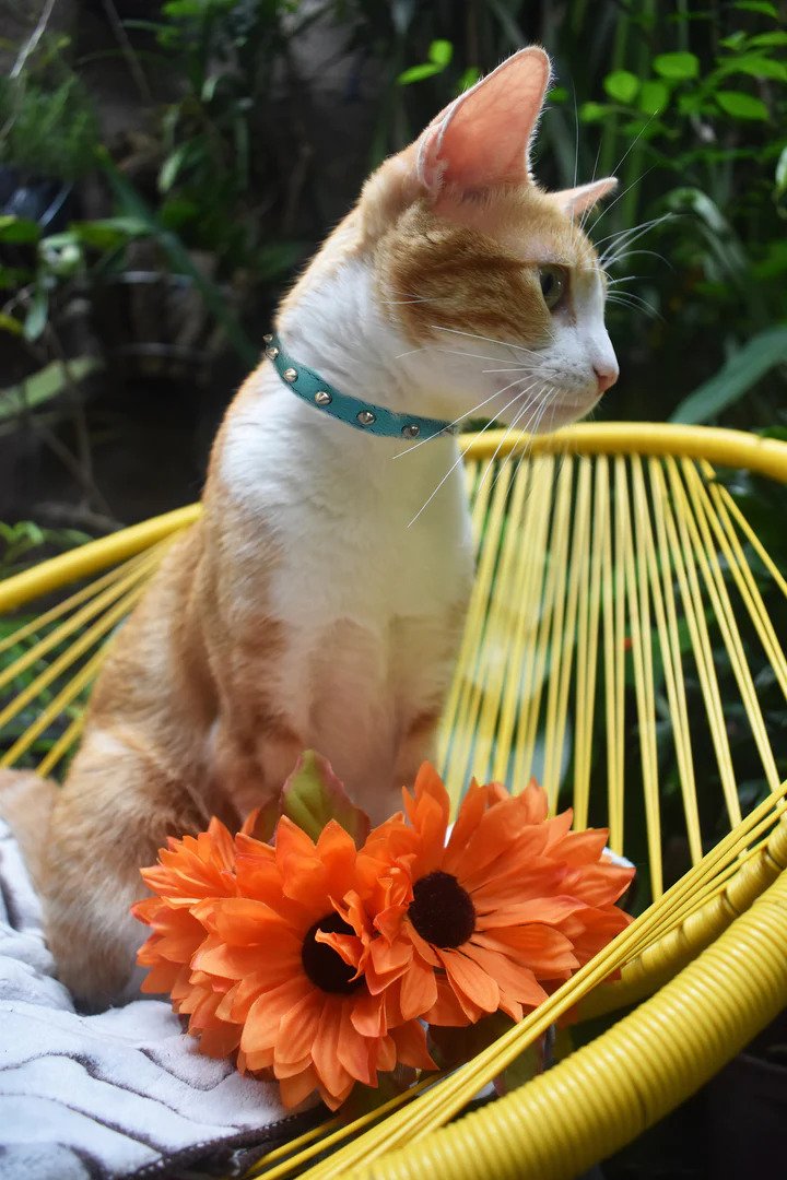  How Important Is a Cat Collar? Keep Reading to Know More