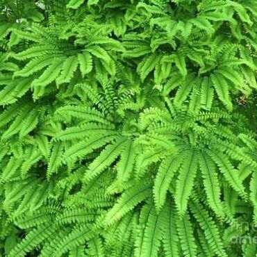The Different Kinds of Fern Plant Online That Are Available