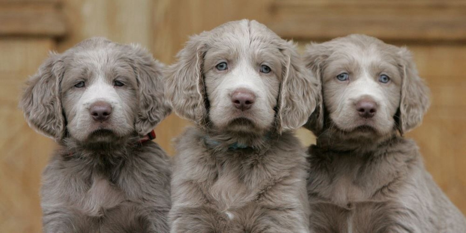 Best Long Haired Weimaraner Puppy Idea 