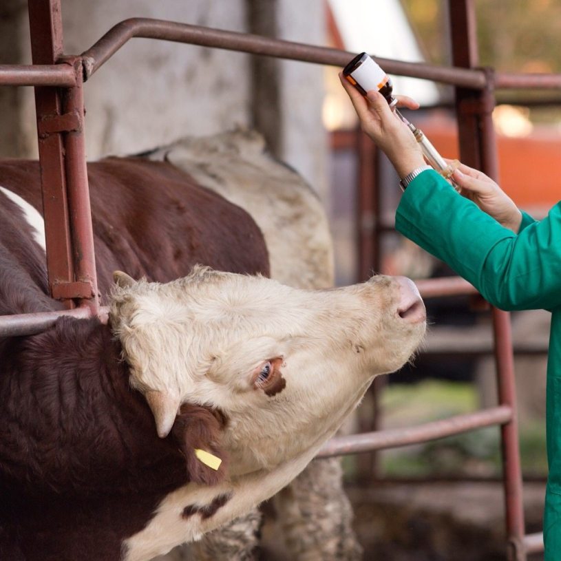 Livestock Vaccine Market 2021 Analysis Report by Recent Developments and Emerging Technologies Till 2027
