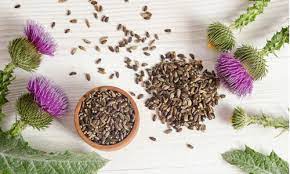 Milk Thistle Extract Market | Global Industry Trends, Segmentation, Business Opportunities & Forecast To 2028