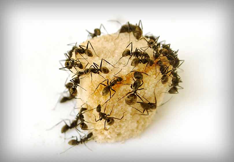 Top 5 Pest Control Services To Keep Your Home Safe From Bugs