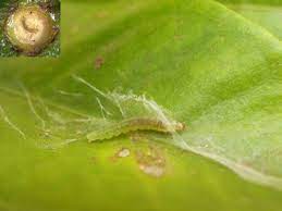 Acaricides Market Growth Opportunities By Regions, Types, Applications And Forecast To, 2026