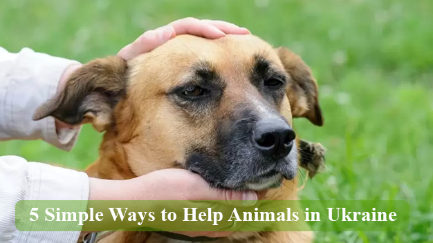5 Simple Ways to Help Animals in Ukraine		
