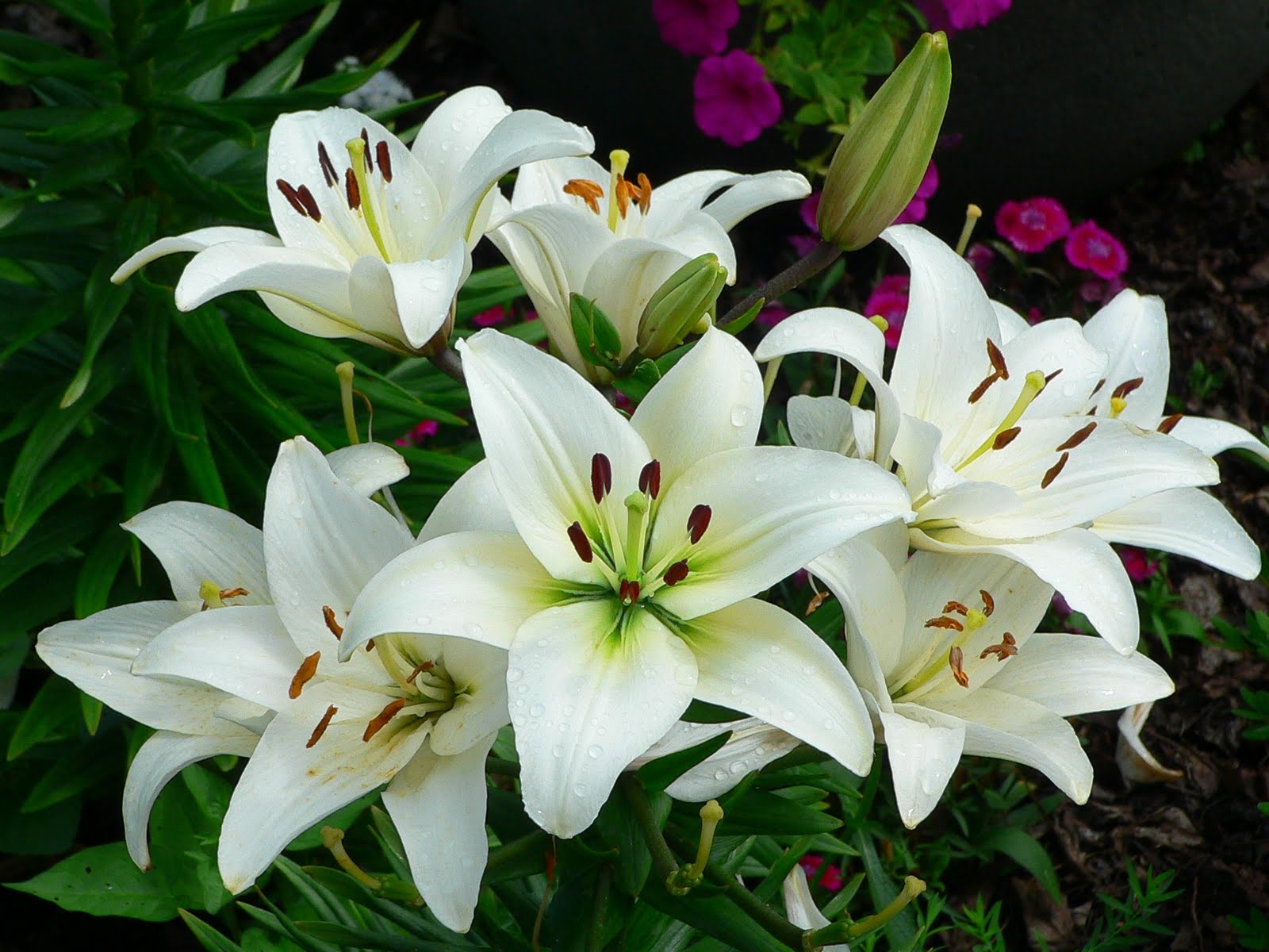 Did you Know your Favorite Flowers have Hidden Meanings?