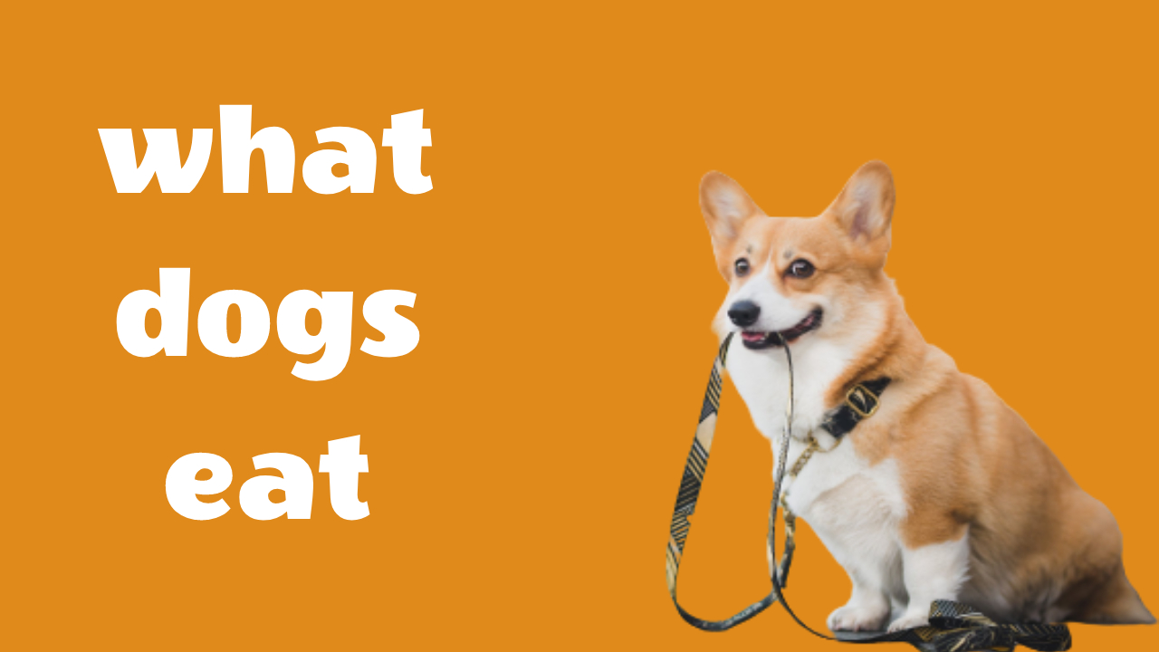 what dogs eat (Full Guide Your Question)