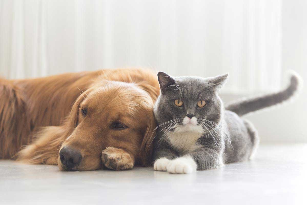 Top Reasons Your Pets Needs Veterinary Service