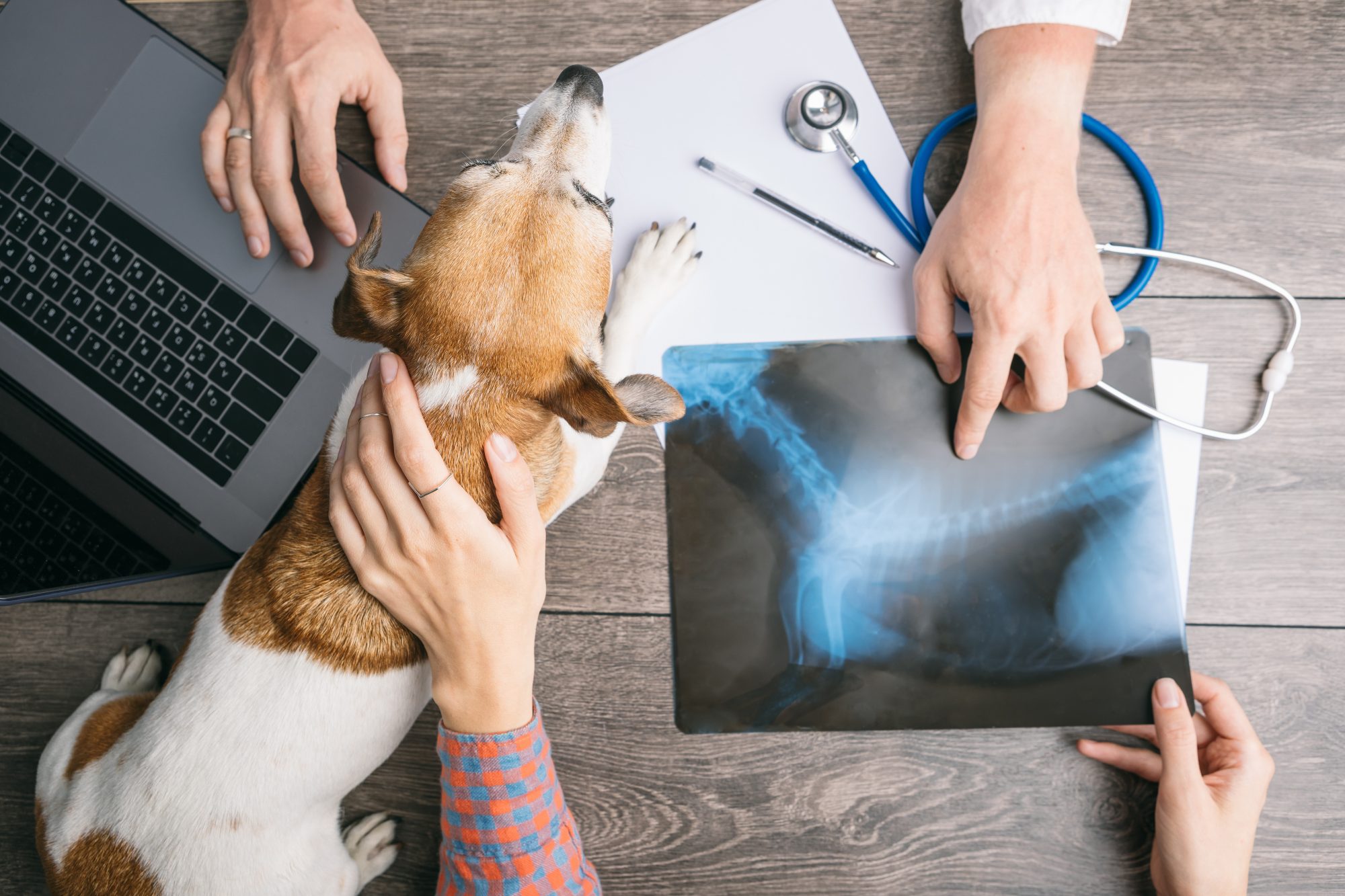Get the best Animal And Veterinary Service  | Four Legacy Veterinary