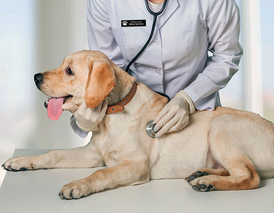 Dog Mobile Clinic in Florida  | Four Legacy Veterinary