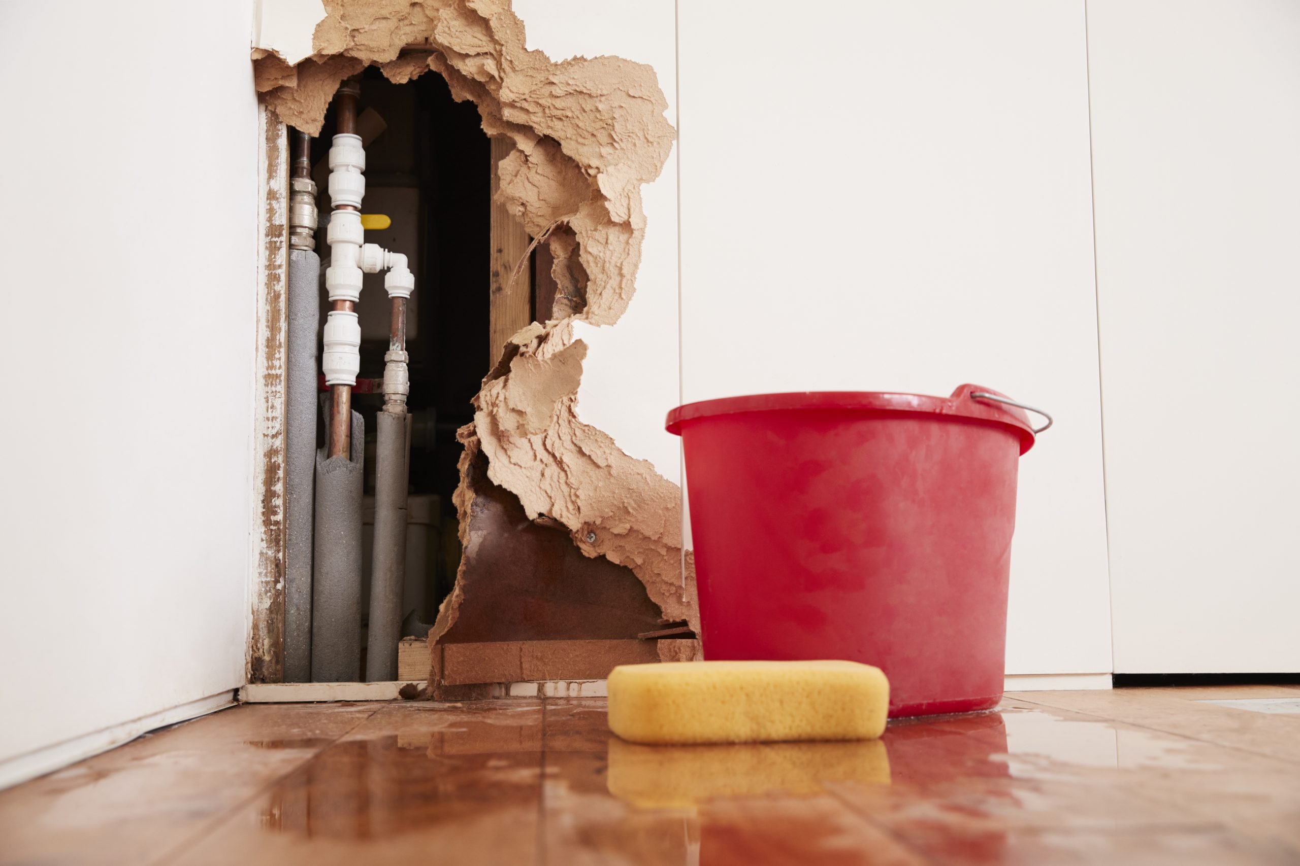 How Water Damage Restoration Services in San Francisco Prevent Mold Growth?