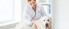 Advanced Technologies to Improve Disease Diagnosis Accuracy in Companion Animals