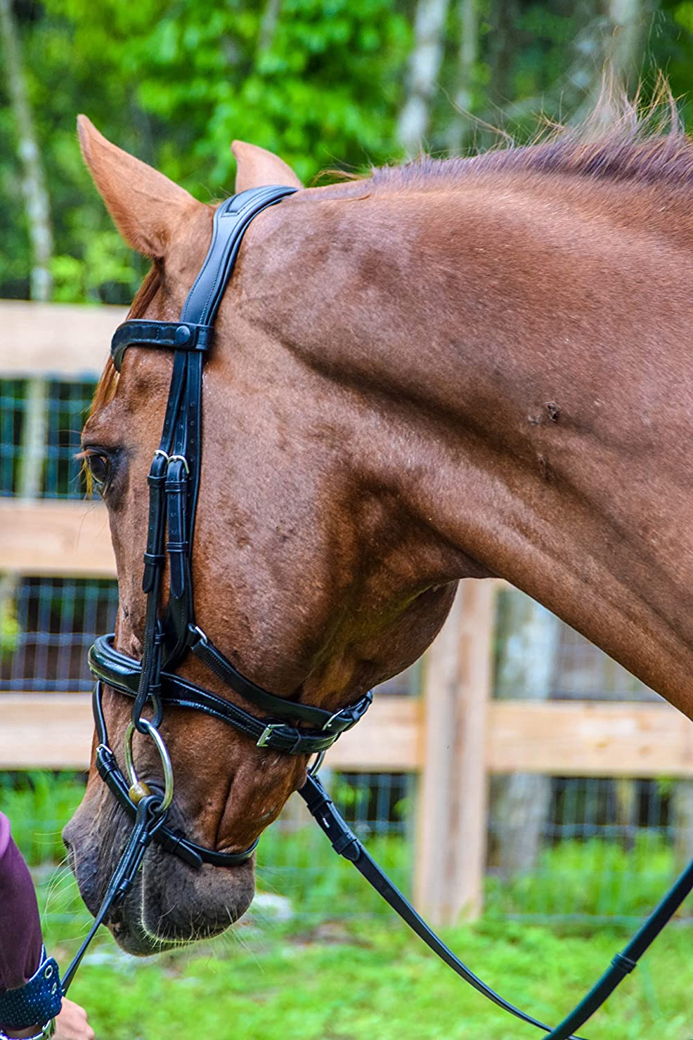 Black Dressage Snaffle Horse Bridle