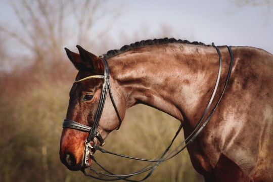 Comfortable Double Bridles for Horses