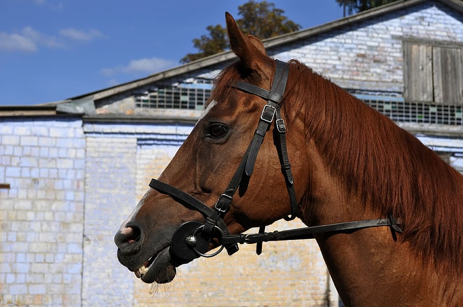 Superior Quality Snaffle Dressage Bridle