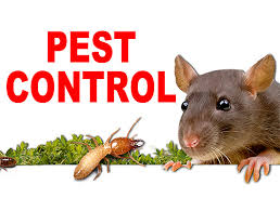 Rodents At Home? You Should Definitely Worry About That